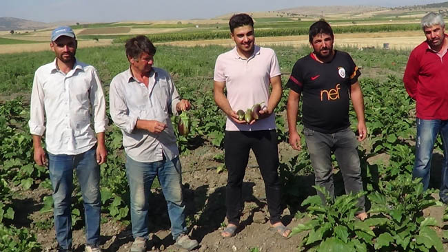100 YILLIK TOHUMDAN ÜRETİLEN GÜRE PATLICANINI SATMAK İSTİYORLAR