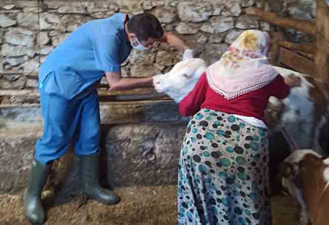 KÖYLERDE HAYVANLAR AŞILANIYOR