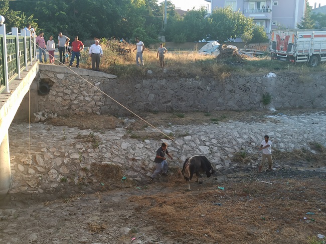 KAÇAN KURBANLIĞI 3 SAATTE YAKALAYABİLDİLER
