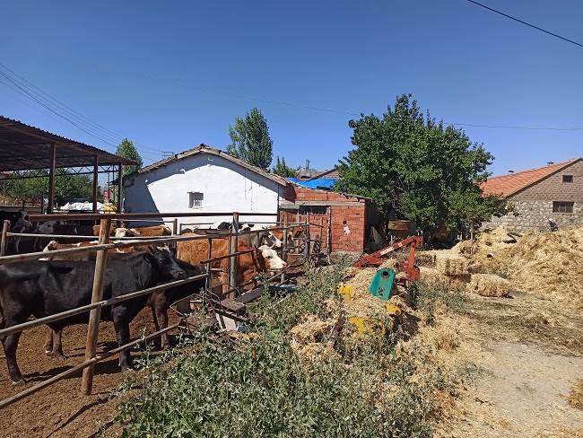 BİR YILLIK EMEK HEBA OLDU