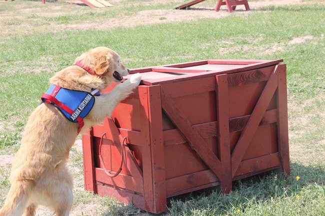 BU KÖPEKLER SUÇLULARIN KORKULU RÜYASI