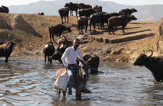 Burası Afrika bozkırları değil 'Afyonkarahisar'