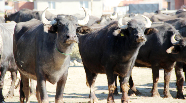 Afyon kaymağının lezzetinin sırrı yapılmasındaki saatte gizli