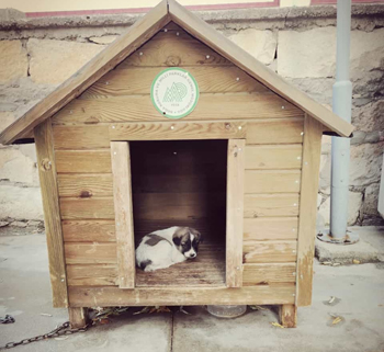 ENGELLİ GENÇ YAVRU KÖPEĞİNE KAVUŞTU