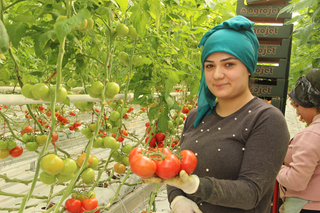 İhracatlık domates üreticinin yüzünü güldürdü
