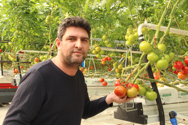İhracatlık domates üreticinin yüzünü güldürdü