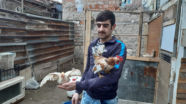 Malezya cinsi 300 gramlık tavukların çifti bin TL’ye satılıyor