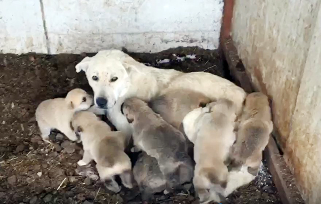 Kar altında kalan 9 yavru köpeği donmaktan son anda kurtardılar