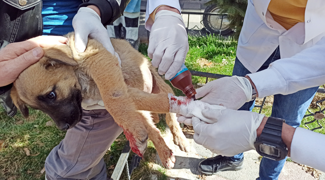 Vatandaşlar otomobilin ezdiği yavru köpek için seferber oldu
