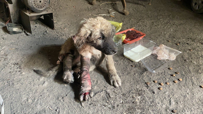 Otomobilin ezdiği ve kanlar içinde kalan köpeğe vatandaşlar sahip çıktı