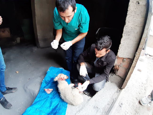 Otomobilin ezdiği ve kanlar içinde kalan köpeğe vatandaşlar sahip çıktı