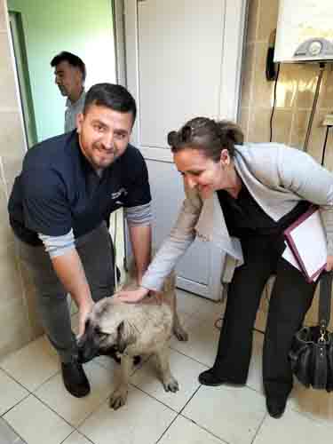 TRAFİKTE DUBALI SALDIRIYA MARUZ KALAN O KÖPEK EMİN ELLERDE