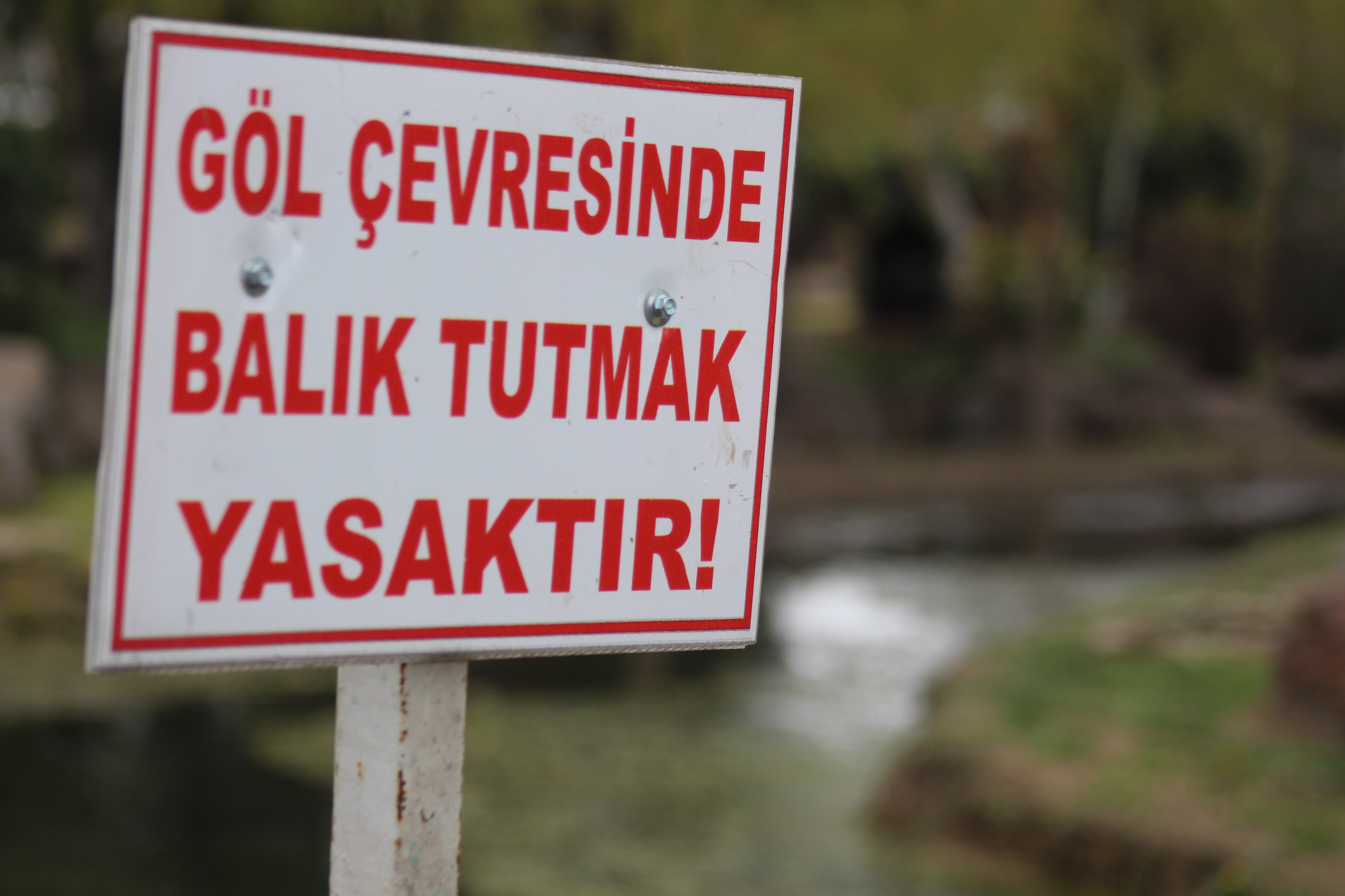 GÖLET ETRAFINDA BALIKÇIL KUŞU