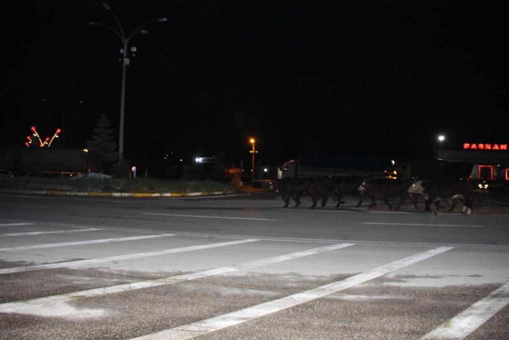 ÇiFTE KAZADA AK PARTİLİ VEKİL VE OĞLU YARALANDI