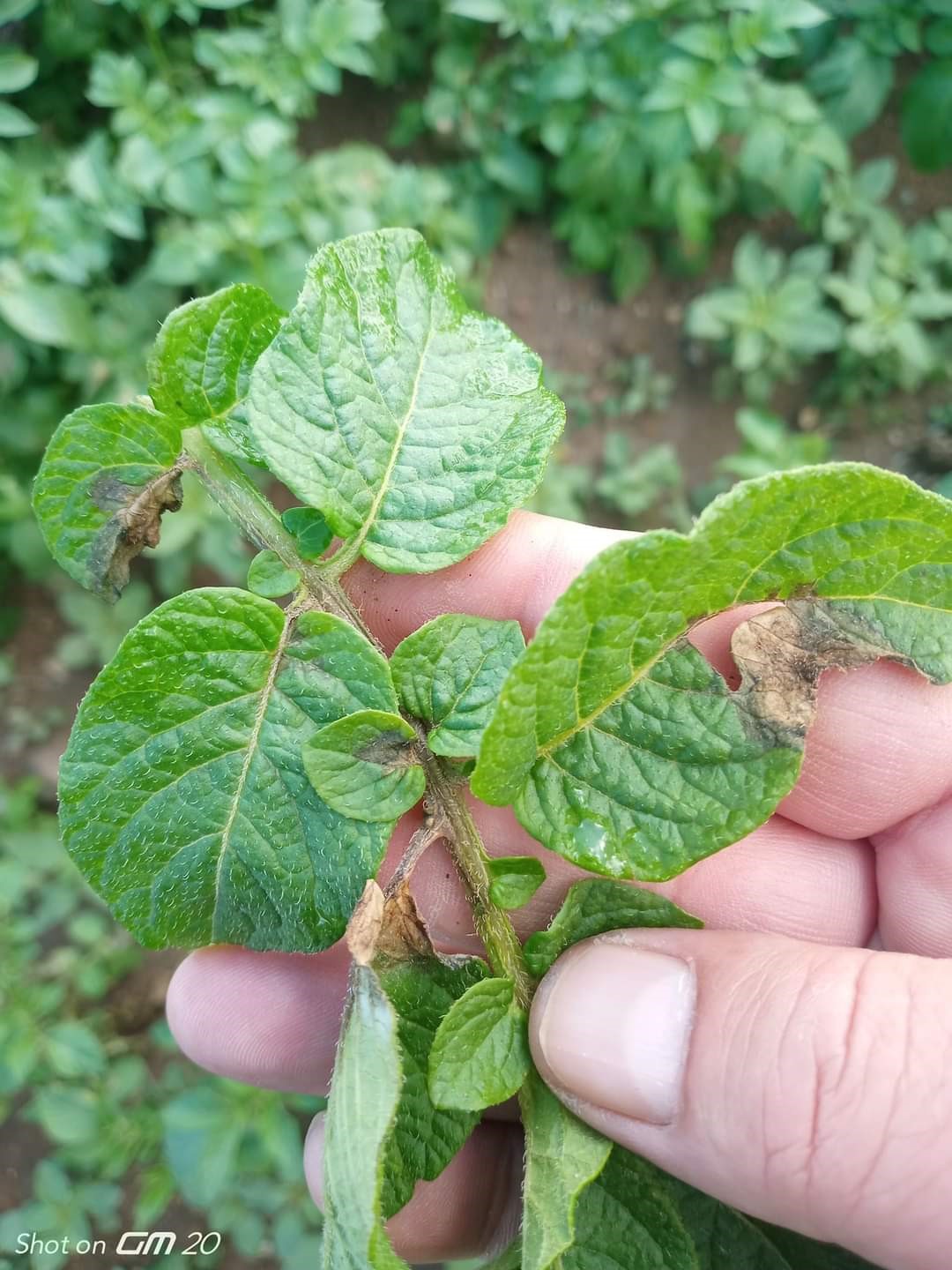 AŞIRI SAĞANAK MANTAR HASTALIĞINA SEBEP OLDU