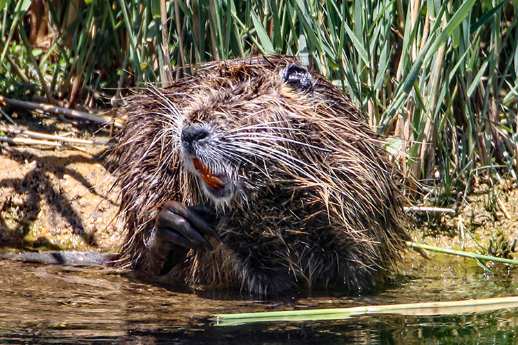 MYOCASTOR COYPUS KAMERALARA YAKALANDI