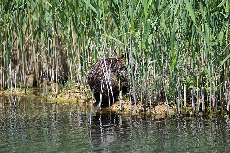 MYOCASTOR COYPUS KAMERALARA YAKALANDI