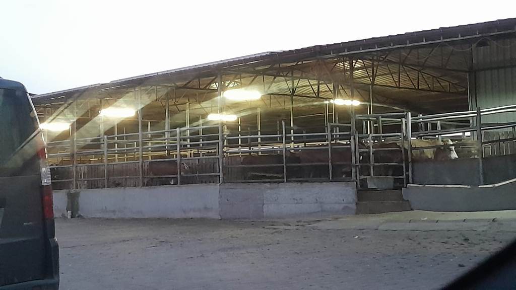 KURBAN İBADETİNİN ADRESİ BU YILDA ET ENFES OLDU