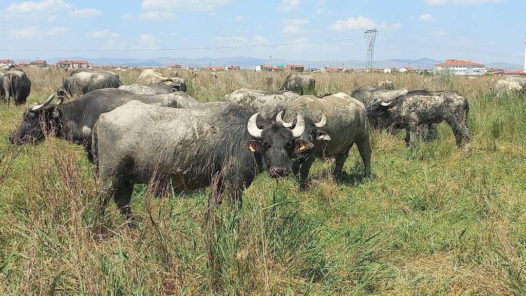 BURASI AFRİKA DEĞİL AFYONKARAHİSAR