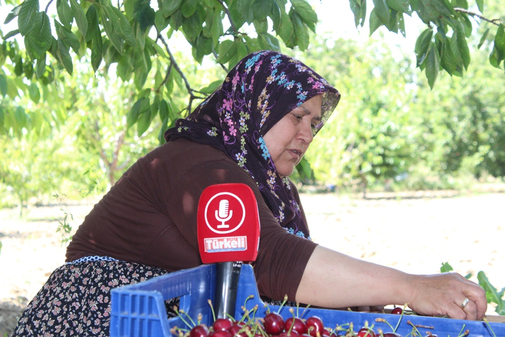 KİRAZIN MERKEZİ ERKMEN'DE KİRAZ HASADI BAŞLADI