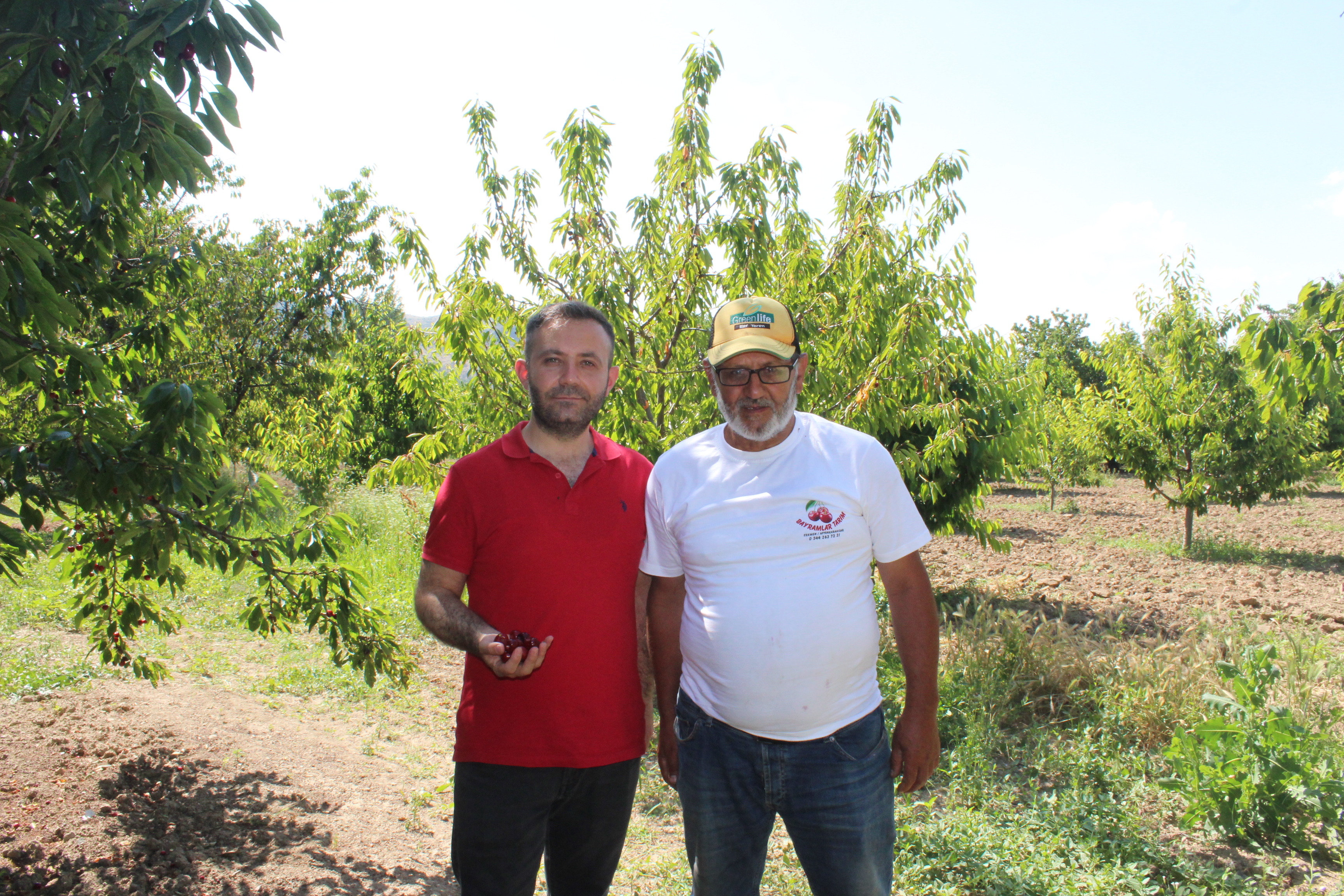 KİRAZIN MERKEZİ ERKMEN'DE KİRAZ HASADI BAŞLADI