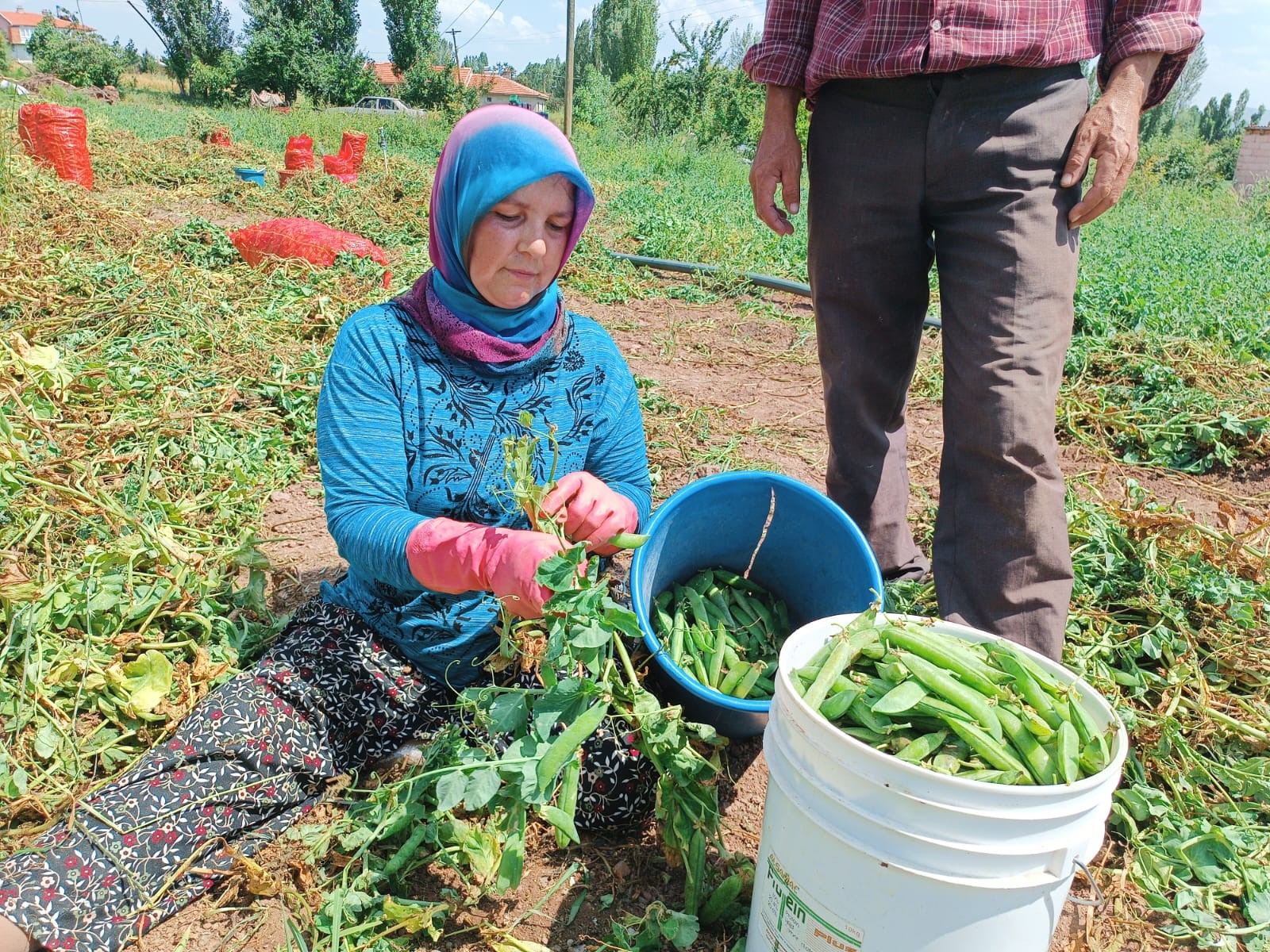 BEZELYENİN KİLOGRAMI 1.5 İLE 3 LİRA ARASINDA ALICI BULUYOR