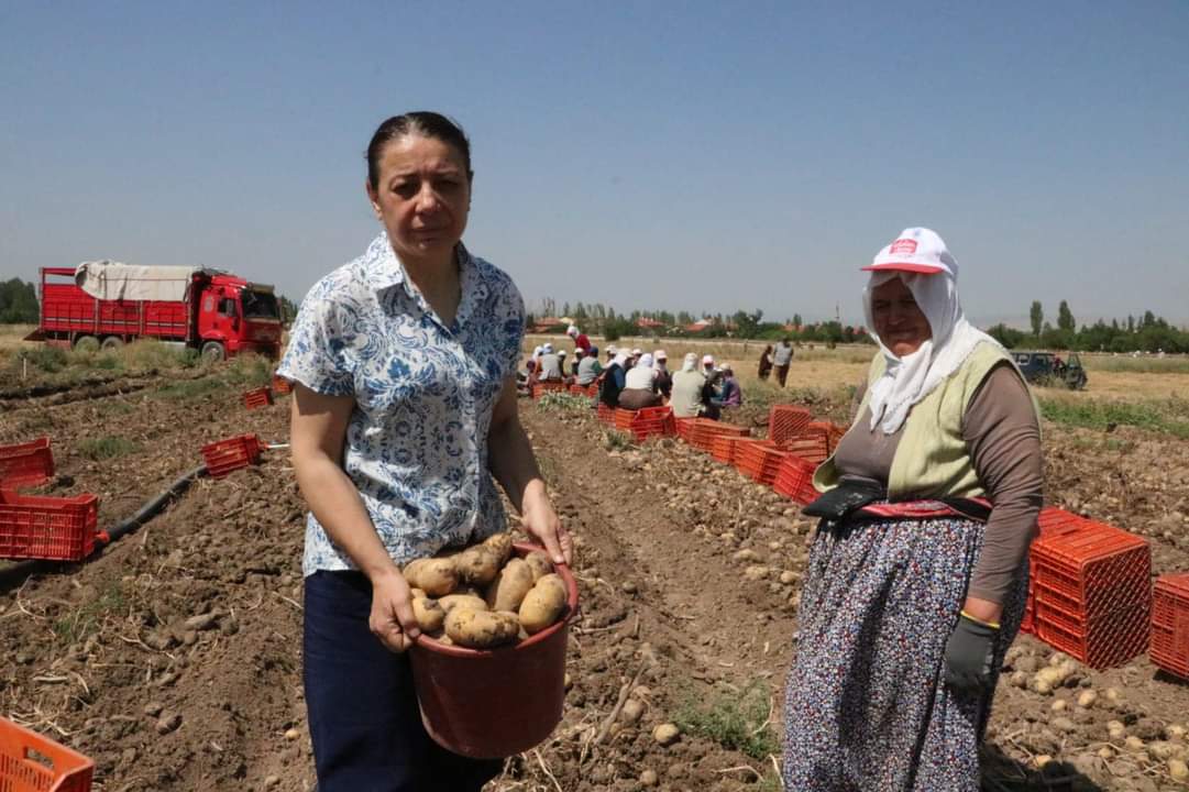 SANDIKLI'DA YAZLIK PATATES HASADI BAŞLADI