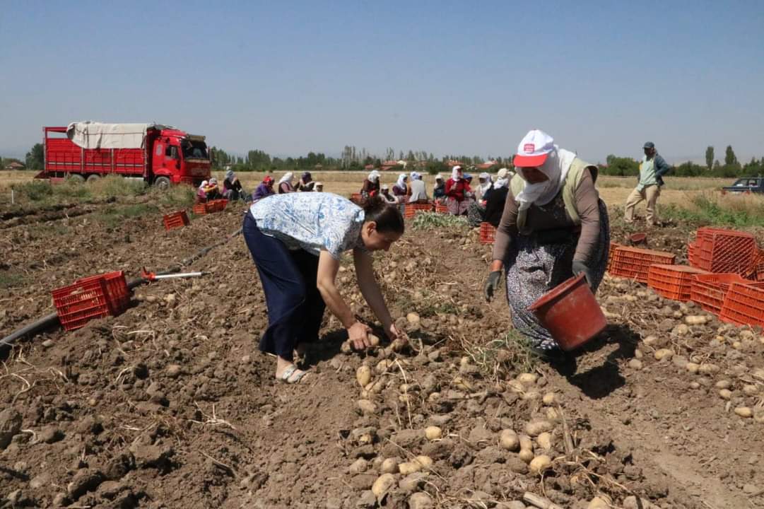 SANDIKLI'DA YAZLIK PATATES HASADI BAŞLADI