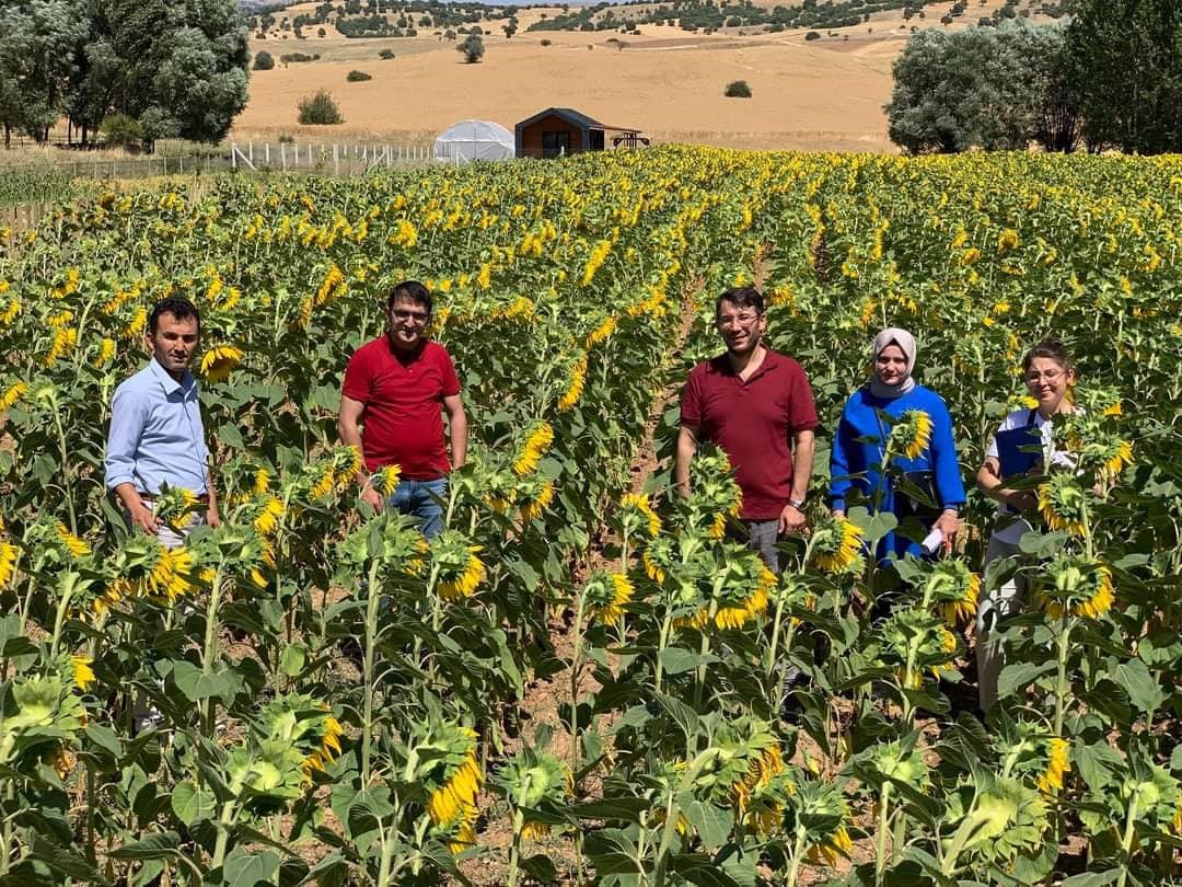 FİLİZLENEN AYÇİÇEKLERİ ÇİFTÇİNİN YÜZÜNÜ GÜLDÜRDÜ