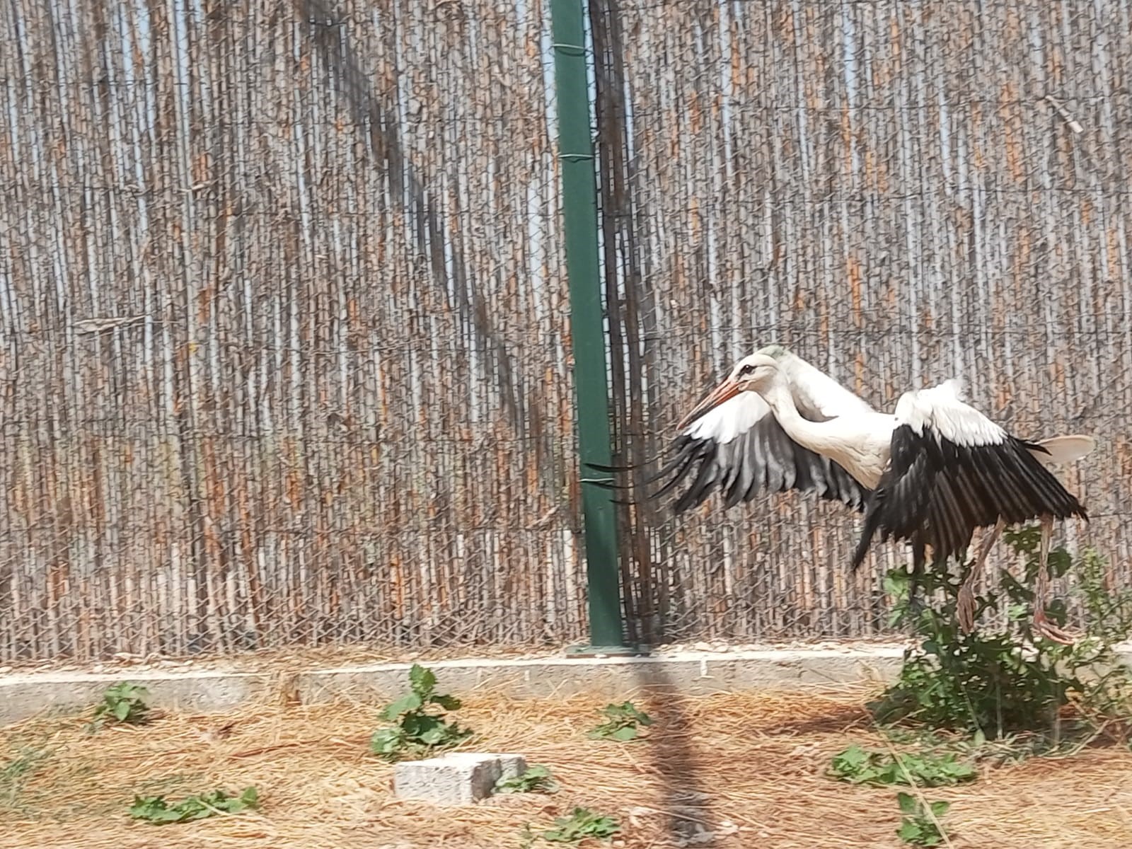 TEDAVİLERİ TAMAMLANAN 3 LEYLEK DOĞAYA SALINDI