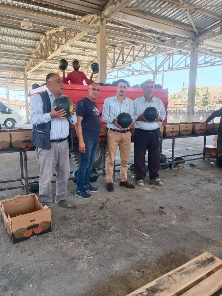 İHRACATLIK KARPUZDA HASAT DÖNEMİ BAŞLADI