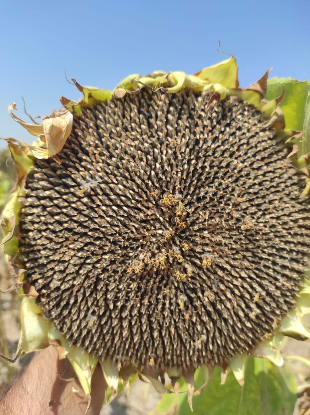 DEKAR BAŞINA 250 KİLOGRAM HASAT