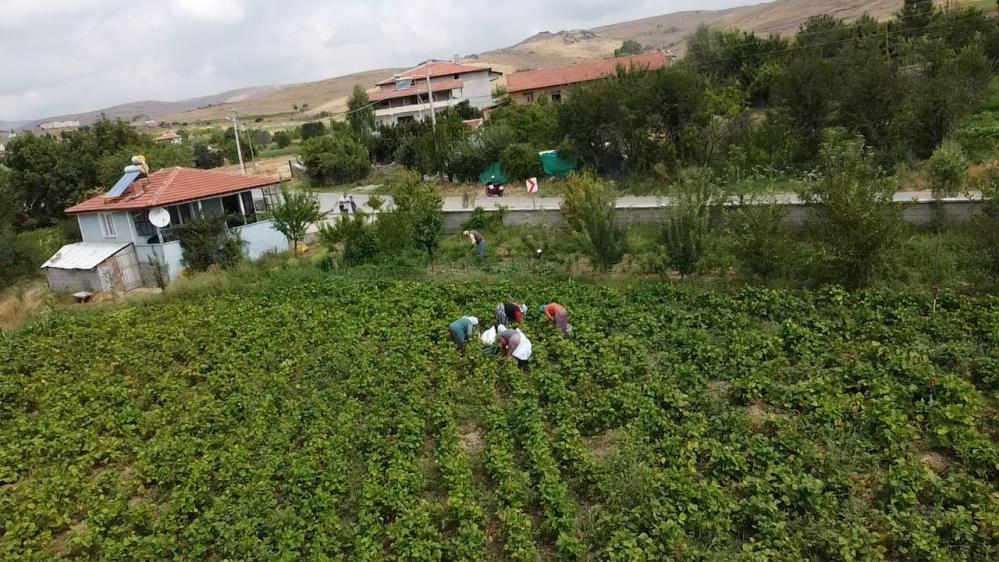 ŞUHUT'TA ÜRETİCİNİN YÜZÜ GÜLÜYOR