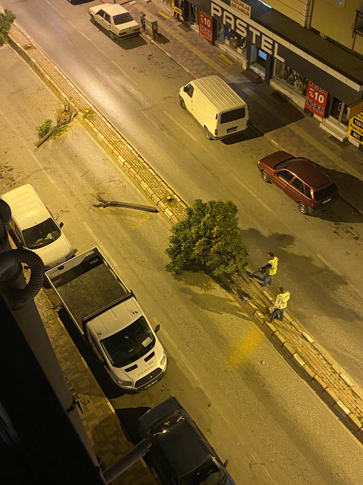 AMBARYOLUN'DA AĞAÇLAR NEDEN KESİLDİ ?