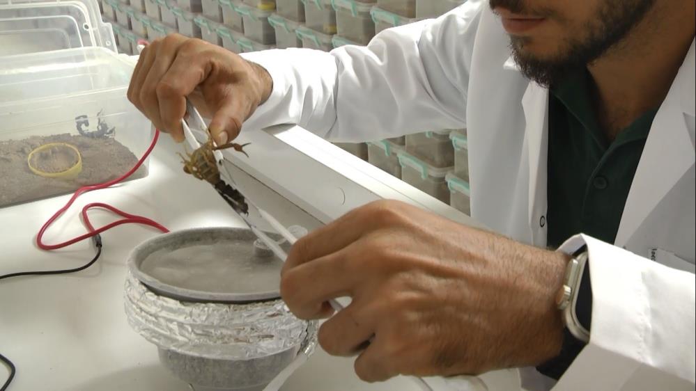 BABASININ MERAKI AKREP ÇİFTLİĞİ KURDURDU