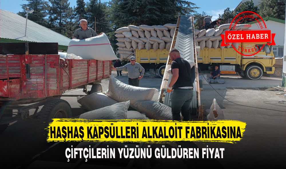 HAŞHAŞ KAPSÜLLERİ ALKALOİT FABRİKASINA
