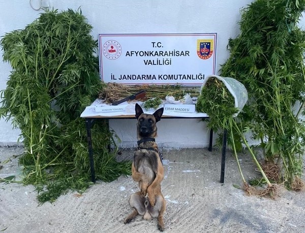 KENEVİR HASADI YAPARKEN SUÇÜSTÜ YAPILDI