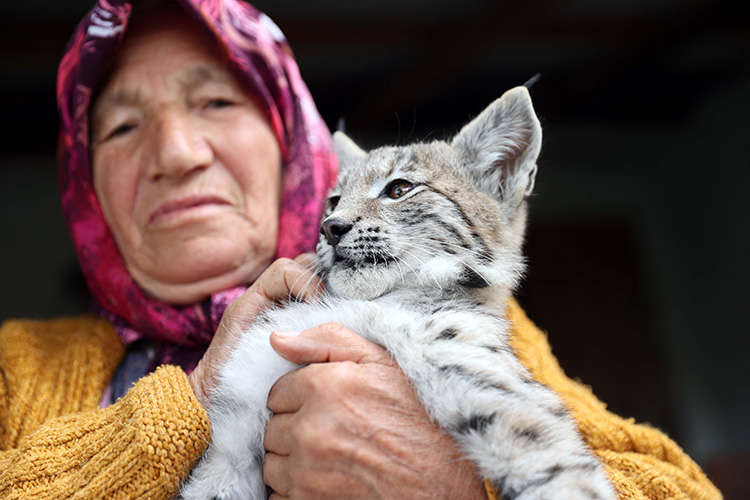 KEDİ ZANNETTİLER BAKIN NE ÇIKTI