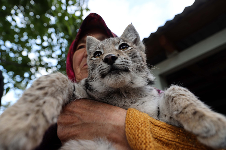 KEDİ ZANNETTİLER BAKIN NE ÇIKTI