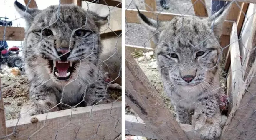 KEDİ ZANNETTİLER BAKIN NE ÇIKTI