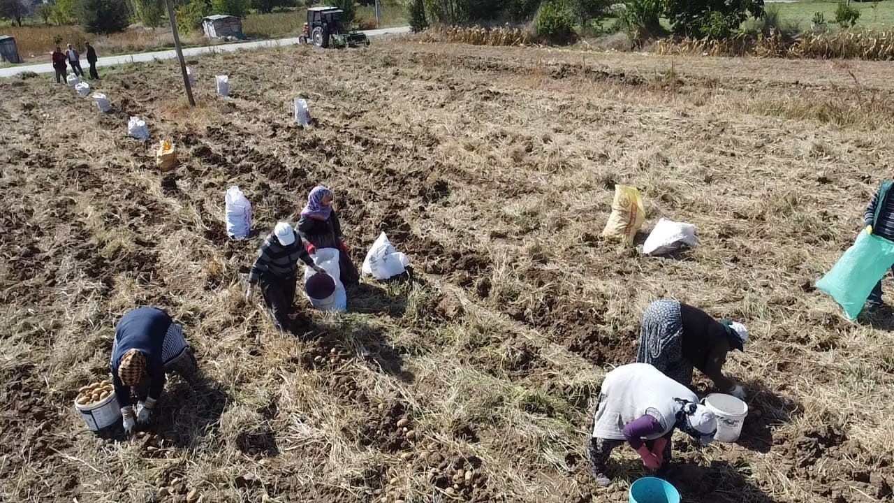 ‘AGRİA’ CİNSİ PATATESTE HASAT BAŞLADI