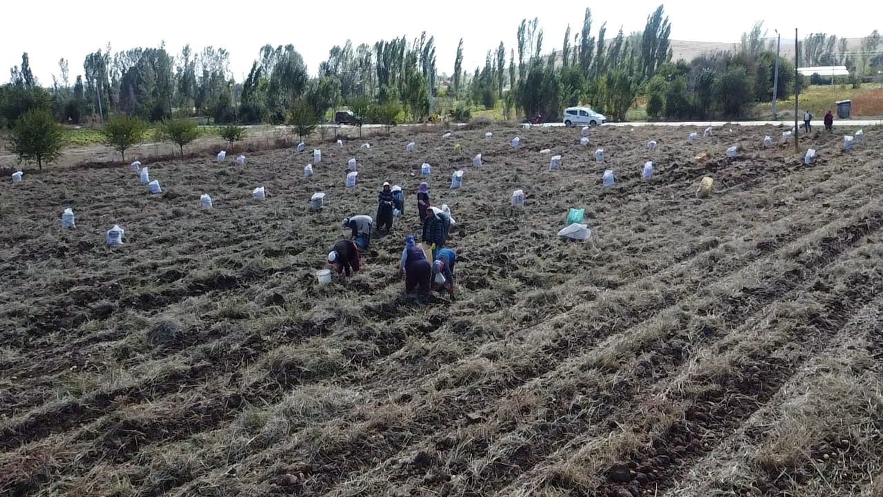 ‘AGRİA’ CİNSİ PATATESTE HASAT BAŞLADI