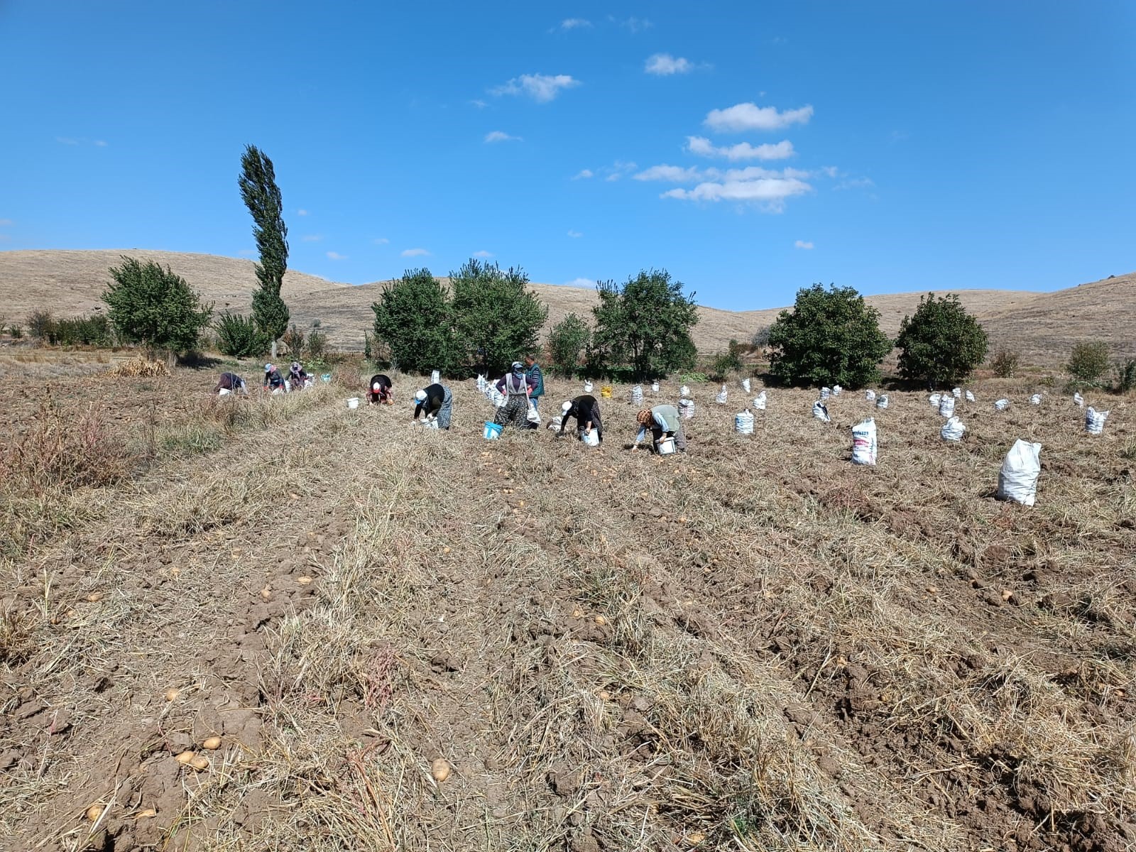‘AGRİA’ CİNSİ PATATESTE HASAT BAŞLADI