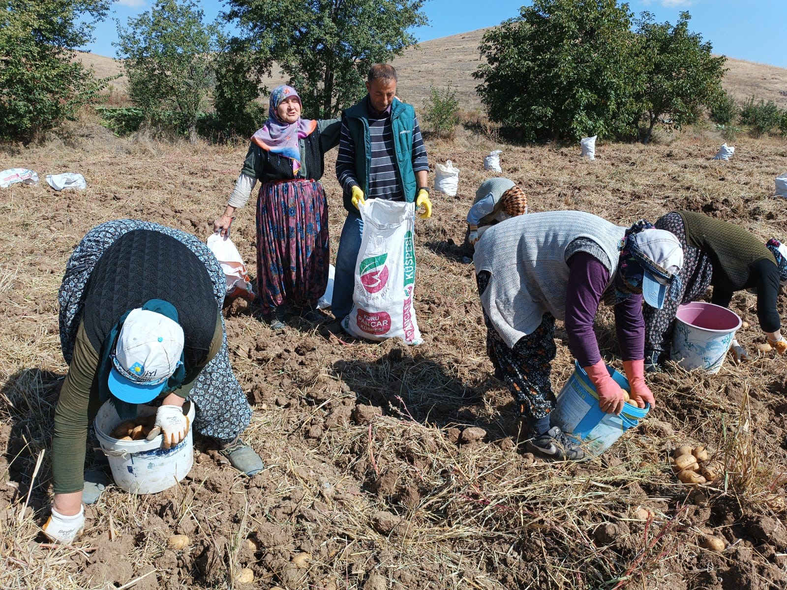 ‘AGRİA’ CİNSİ PATATESTE HASAT BAŞLADI