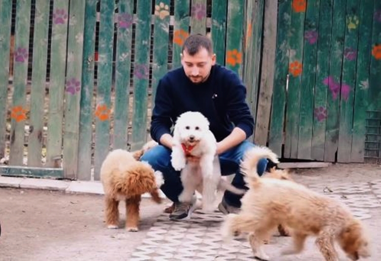 Köpeğinizin Eğitimini İhmal Etmeyin