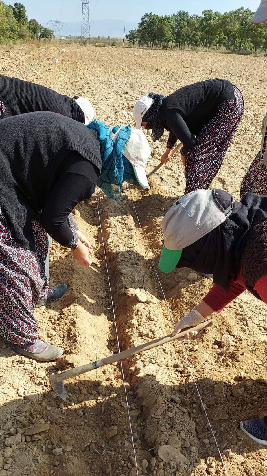 AFSÜ'NÜN SAFRAN SOĞANLARI TOPRAK İLE BULUŞTU
