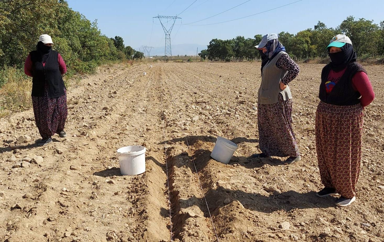 AFSÜ'NÜN SAFRAN SOĞANLARI TOPRAK İLE BULUŞTU