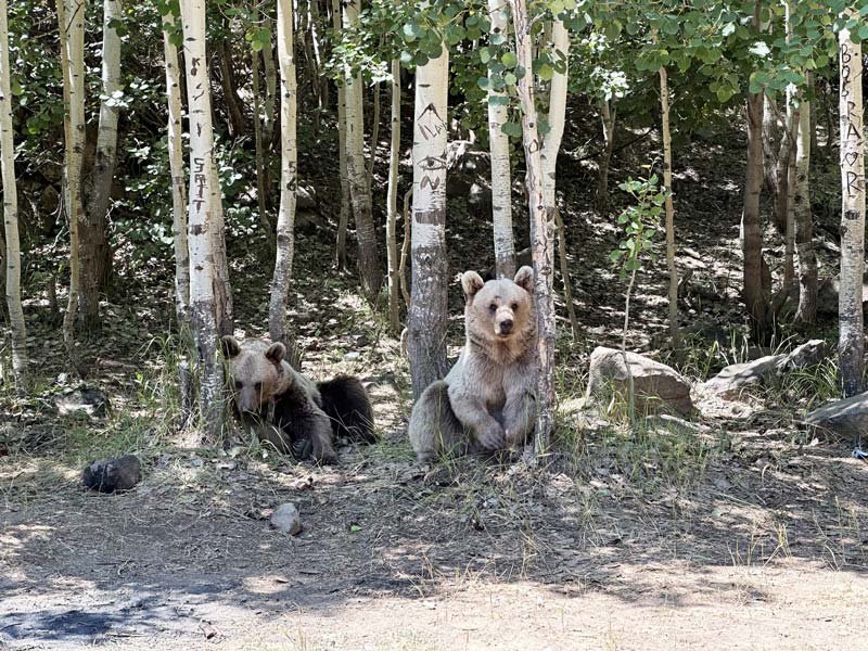 NEMRUT KRATER GÖLÜ’NDEKİ AYILAR ARAÇLARDAN YİYECEK BEKLİYOR