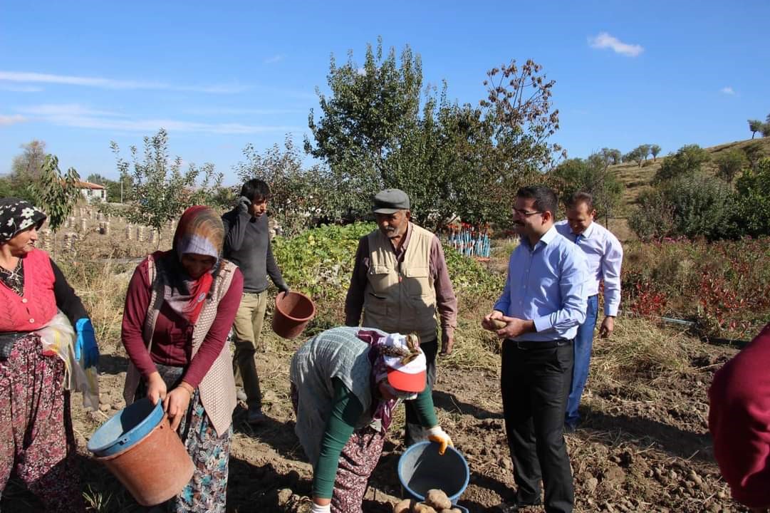 KAYMAKAM HAN KADIN İŞÇİLERLE PATATES TOPLADI