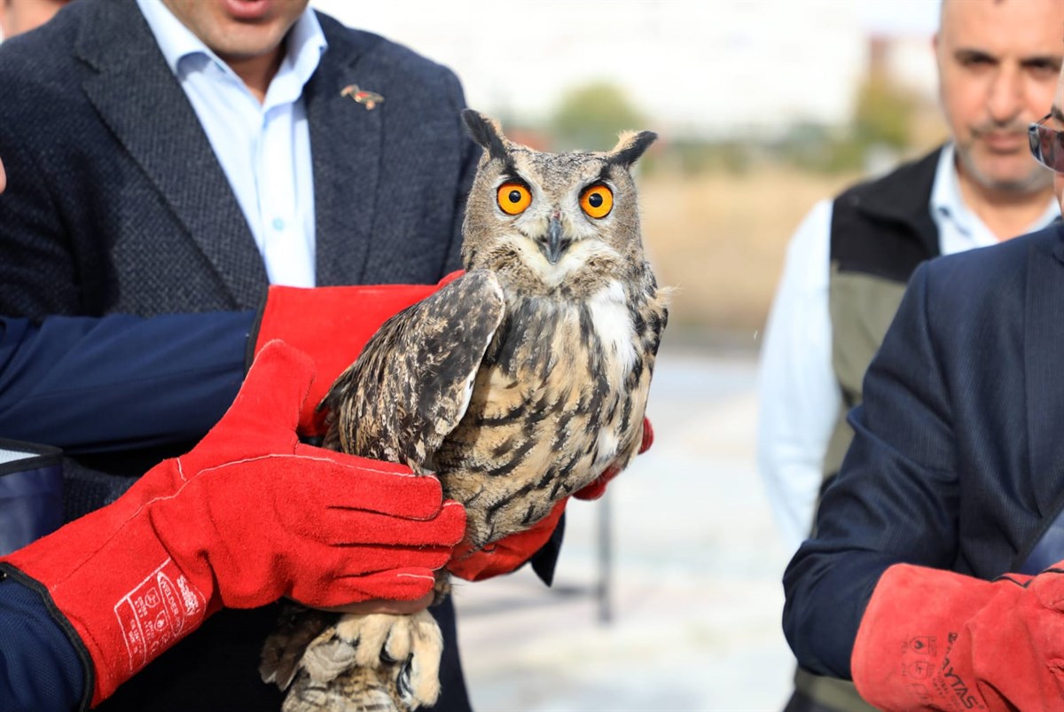 YARALI GELDİĞİ MERKEZDE TEDAVİSİ TAMAMLANDI